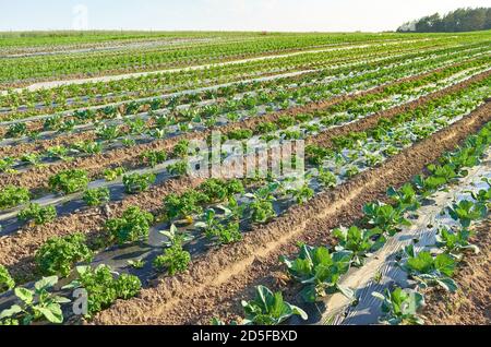 Organic vegetable farm field with patches covered with plastic mulch at sunset. Stock Photo
