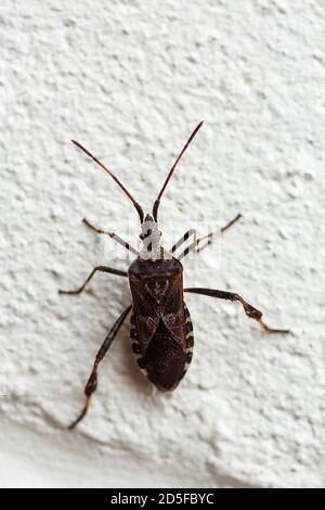 Western conifer seed bug Leptoglossus, or leaf footed pine bug reddish brown body white zig zag lines accros wings leaf like expansions on hind legs.