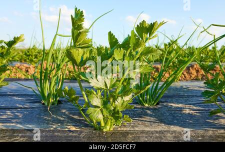 Close up picture of celery on organic vegetable farm patch covered with plastic mulch, selective focus. Stock Photo