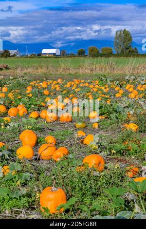 Pumpkin Patch, Westham Island Herb Farm, Ladner, Delta, British Columbia, Canada Stock Photo