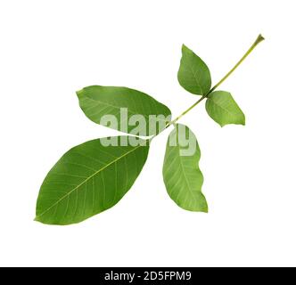 Green walnut leaf isolated on white background. Branch of walnut. Stock Photo