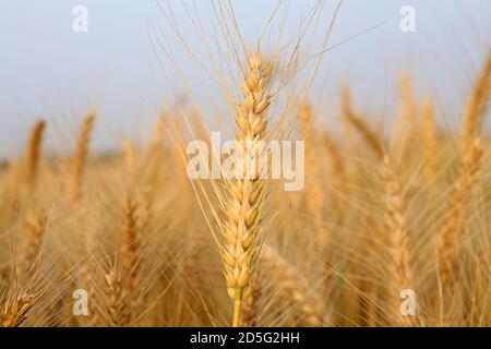 Ripe wheat waits to be harvested in the fields Stock Photo