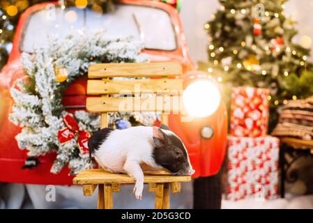 A small homemade mini pig on a red retro car decorated with branches of Christmas trees, garlands, gift boxes in white-green colors wrapping paper, Stock Photo