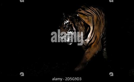 big tiger in night predator in forest wildlife concept Stock Photo