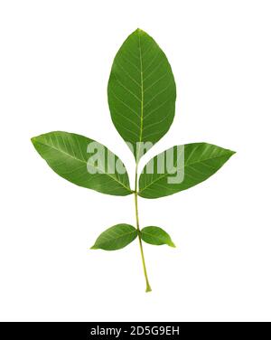 Green walnut leaf isolated on white background. Branch of walnut. Stock Photo