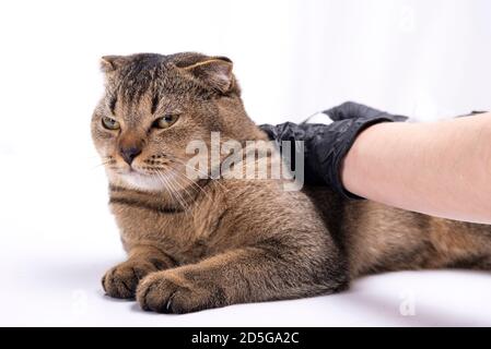 Scottish fold tabby cat visiting veterinarian . She was checking the health by the vet on table in examination room with vet assistant in background Stock Photo
