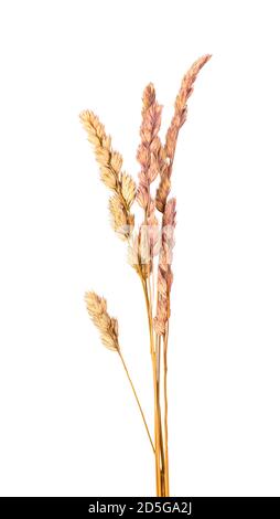 Dried wild spikelet flowers, isolated on white background. Spikelet flowers wild meadow plants. Stock Photo