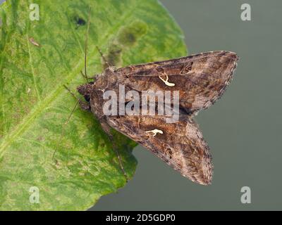 Dorsal view of Silver Y moth (Autographa gamma) perched on plant leaf.