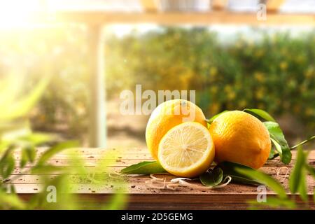 Lemons on wooden table in lemon grove farm with sunbeam. Front view. Horizontal composition. Stock Photo