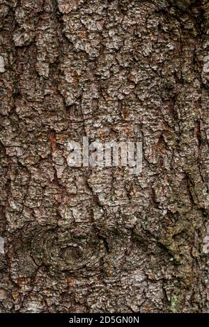 spruce fir bark softwood tree texture background in mixed forest Stock Photo