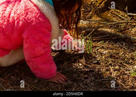 A cute little girl wearing pink fluffy winter coat is kneeling to the ground in a forest to observe a flowering  bulb plant. Curious child is gently t Stock Photo