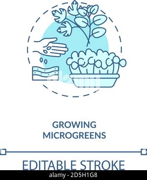 Growing microgreens concept icon Stock Vector