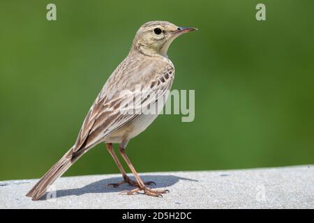 Tawny Pipit (Anthus campestris), side view of an adult standing, Abruzzo, Italy Stock Photo