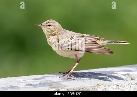 Tawny Pipit (Anthus campestris), side view of an adult, Abruzzo, Italy Stock Photo