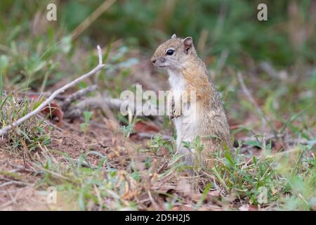 Smith's Bush Squirrel (Paraxerus cepapi), side view of an adult standing on the ground, Mpumalanga, South Africa Stock Photo