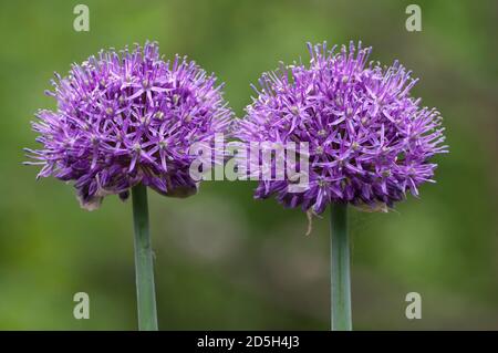 Allium flowers close up shot outdoors Stock Photo