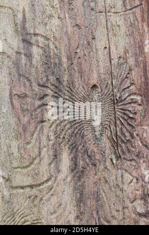 The bark beetle holes in a dry tree, closeup Stock Photo