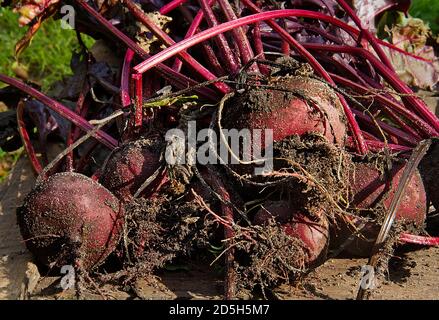 Beetroot, just harvested, fresh from the soil, on a weathered wooden table Stock Photo