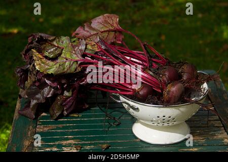 Beetroot, just harvested, fresh from the soil, in a white colander on a weathered wooden table Stock Photo