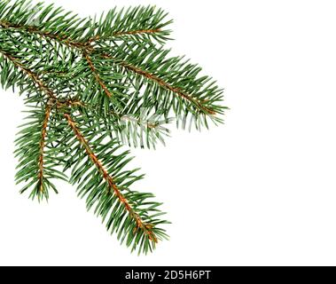 Fir tree branch isolated on white background. Pine branch. Christmas ornament. Stock Photo