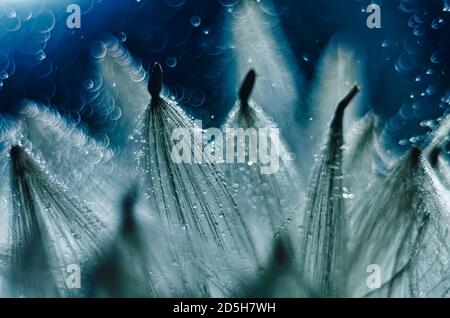 Macro shot of the flaff with water drops in blue  Stock Photo