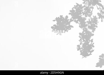 Gray shadow of blossoming apple tree on white wall. Abstract blurred background Stock Photo