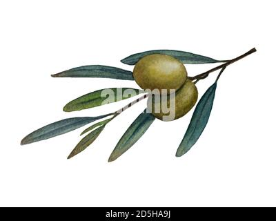 Olive branch with green olives watercolor illustration Stock Photo - Alamy