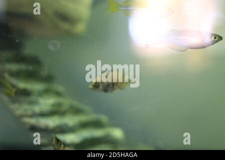 young baby convict cichlid in a aquarium Stock Photo