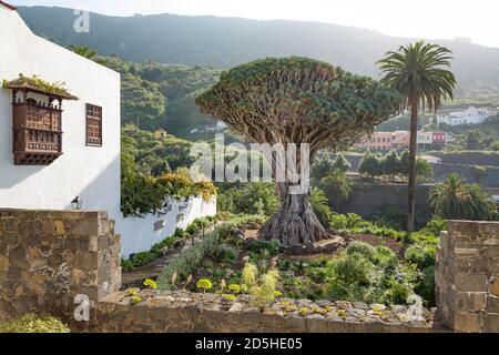 TENERIFE, SPAIN - March 11, 2015. El Drago, or Drago Milenario, an ancient Dragon Tree and popular tourist destination on Tenerife, Canary Islands Stock Photo