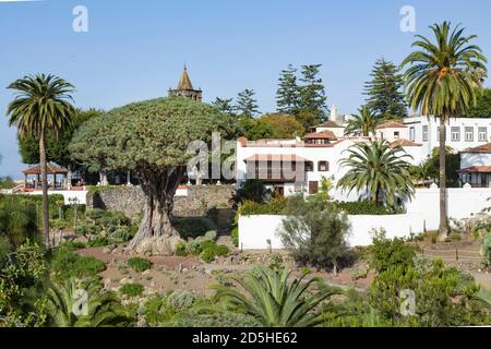 TENERIFE, SPAIN - March 11, 2015. Millennial Dragon Tree Park, El Drago, or Drago Milenario, Tenerife, Canary Islands Stock Photo