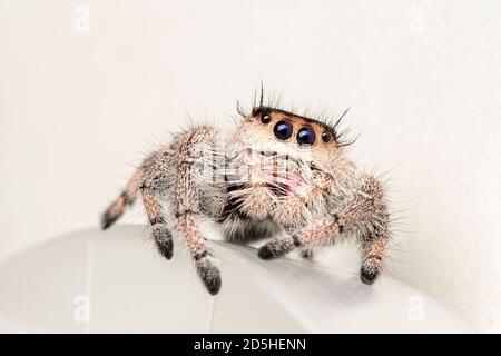 Regal Jumping Spider - Phidippus regius Stock Photo