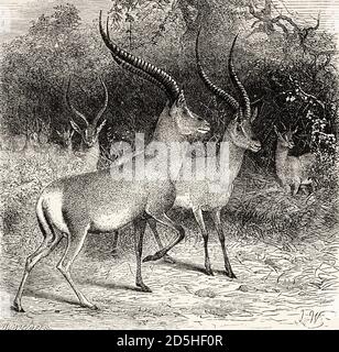 Antelope in Ougugo region, Tanzania, Africa. Old XIX century engraved from Le Tour du Monde 1864 Stock Photo