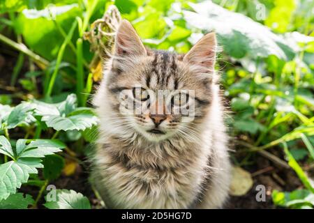 Grey striped fluffy kitten sitting on top of a green plant in a garden. High quality photo Stock Photo