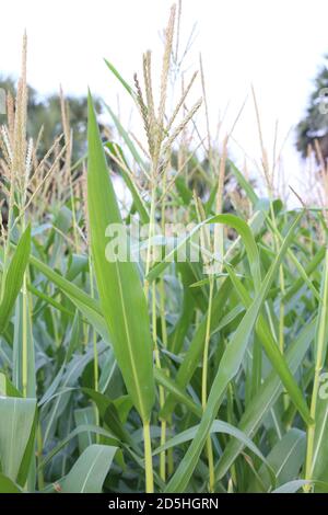 Young green corn growing on the field Stock Photo