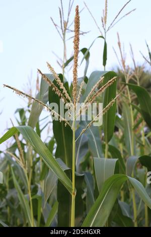 Young green corn growing on the soil Stock Photo