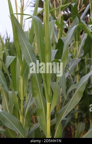 Young Green Corn Plants Growing On Farm Field In Rows Close Up Stock 