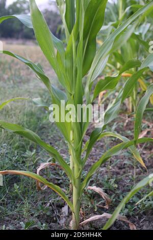 Young green corn growing on the field Stock Photo