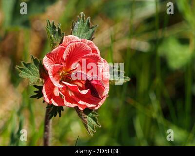 variant flower of Water Avens (Geum rivale) possibly Chimera form or 'sport' or caused by a gall, growing in roadside verge in Cumbria, England, UK Stock Photo