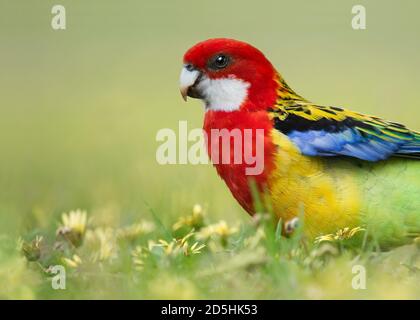 An Eastern Rosella forages for a meal among flowering capeweed at the Adelaide Botanic Gardens in Adelaide, South Australia. Stock Photo