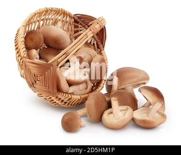 Fresh Shiitake mushroom in a wicker basket isolated on white background with clipping path and full depth of field. Stock Photo