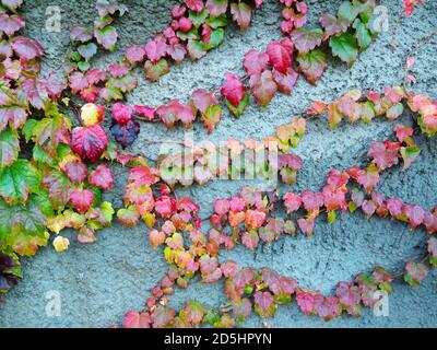 Colorful boston ivy on the wall. Autumn colored leaves. Fall season. Stock Photo