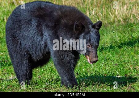 A female black bear stands in Cades Cove at Great Smoky Mountains National Park in Tennessee. Stock Photo