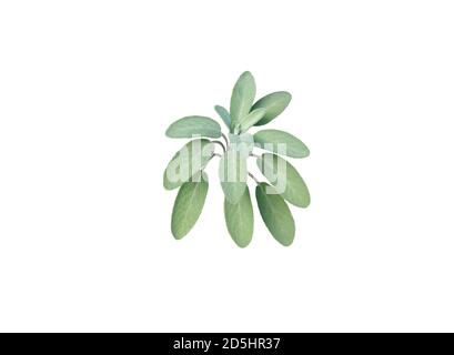 Sage leaves isolated on white. Salvia officinalis. Stock Photo