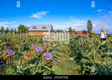 Artichoke plants, flowers, Westham Island Herb Farm, Ladner, Delta, British Columbia, Canada Stock Photo