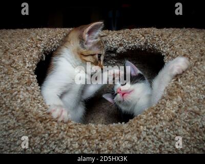 Two kittens playing in the opening of a cat condo, one standing up on his hind legs and batting the other. Stock Photo