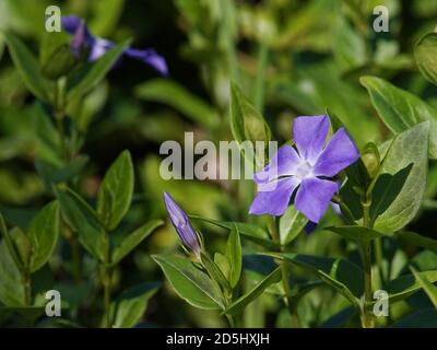 Pretty purple periwinkle flower with copy space. Stock Photo