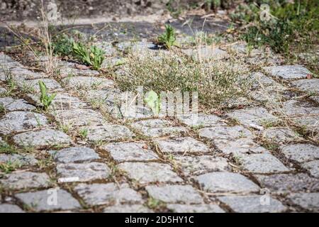 Old cobblestone pavement made of granite with weeds and grass popping out of the cracks with a selective blur. Cobblestone used to be a covering for s Stock Photo