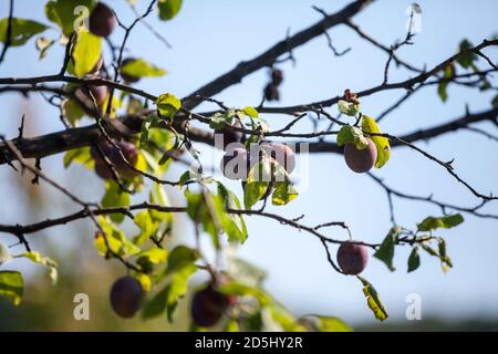 Plum tree with a focus on a branch with two Damson plums, from the prunus genre. These are among the most traditional fruits of Eastern and Central Eu Stock Photo