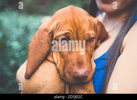 A young hungarian Vizsla puppy in a girls hands. A girl holding a little brown dog in her hands. Stock Photo