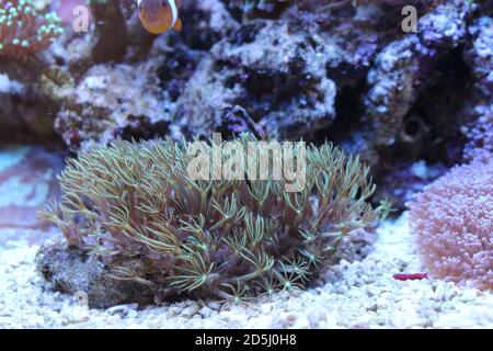 Green star polyp soft coral - briareum violaceum Stock Photo